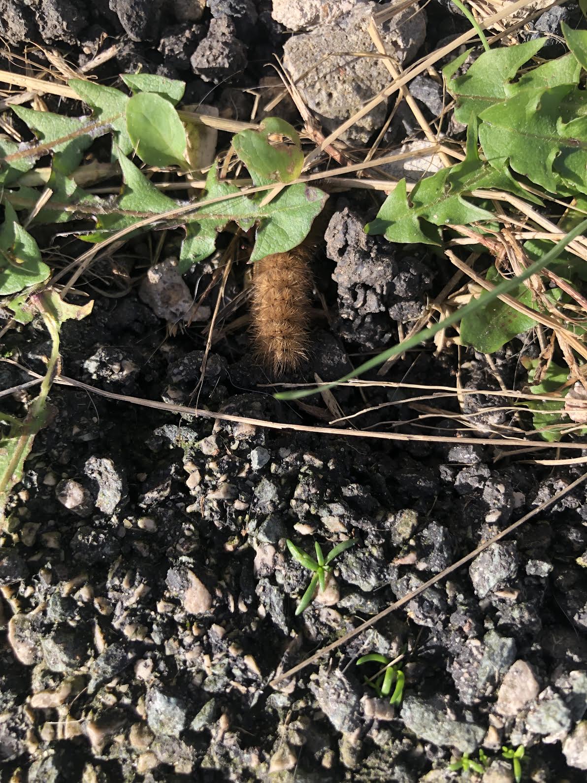 Cleo the caterpillar at home among stones and grass